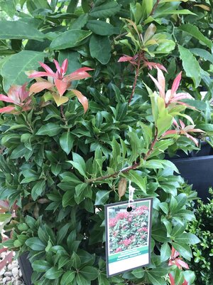Andromeda, Pieris japonica 'Mountain Fire' 3G