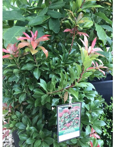Andromeda, Pieris japonica 'Mountain Fire' 3G