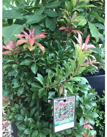 Pieris japonica 'Mountain Fire' 3G