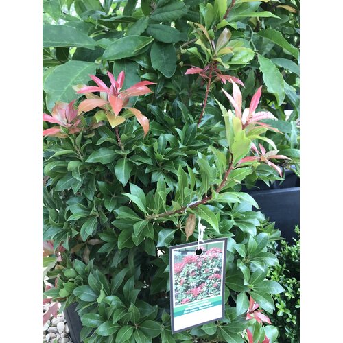 Andromeda, Pieris japonica 'Mountain Fire' 3G