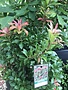 Pieris japonica 'Mountain Fire' 3G