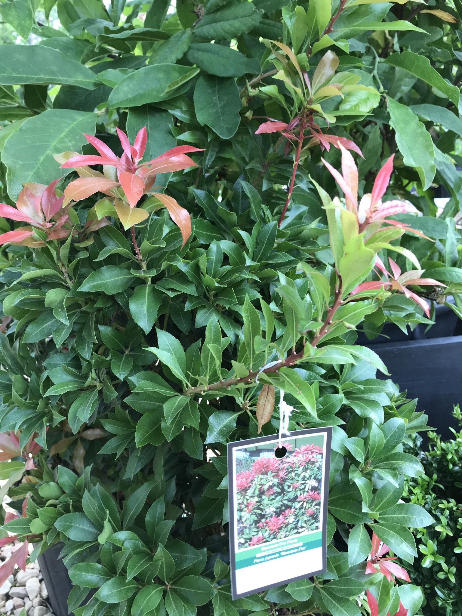 Andromeda, Pieris japonica 'Mountain Fire' 3G