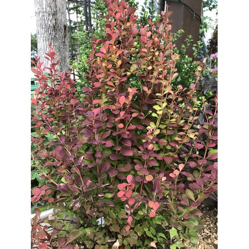 'Orange Rocket' SLÂ® Berberis
