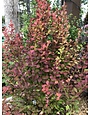 'Orange Rocket' SL® Berberis