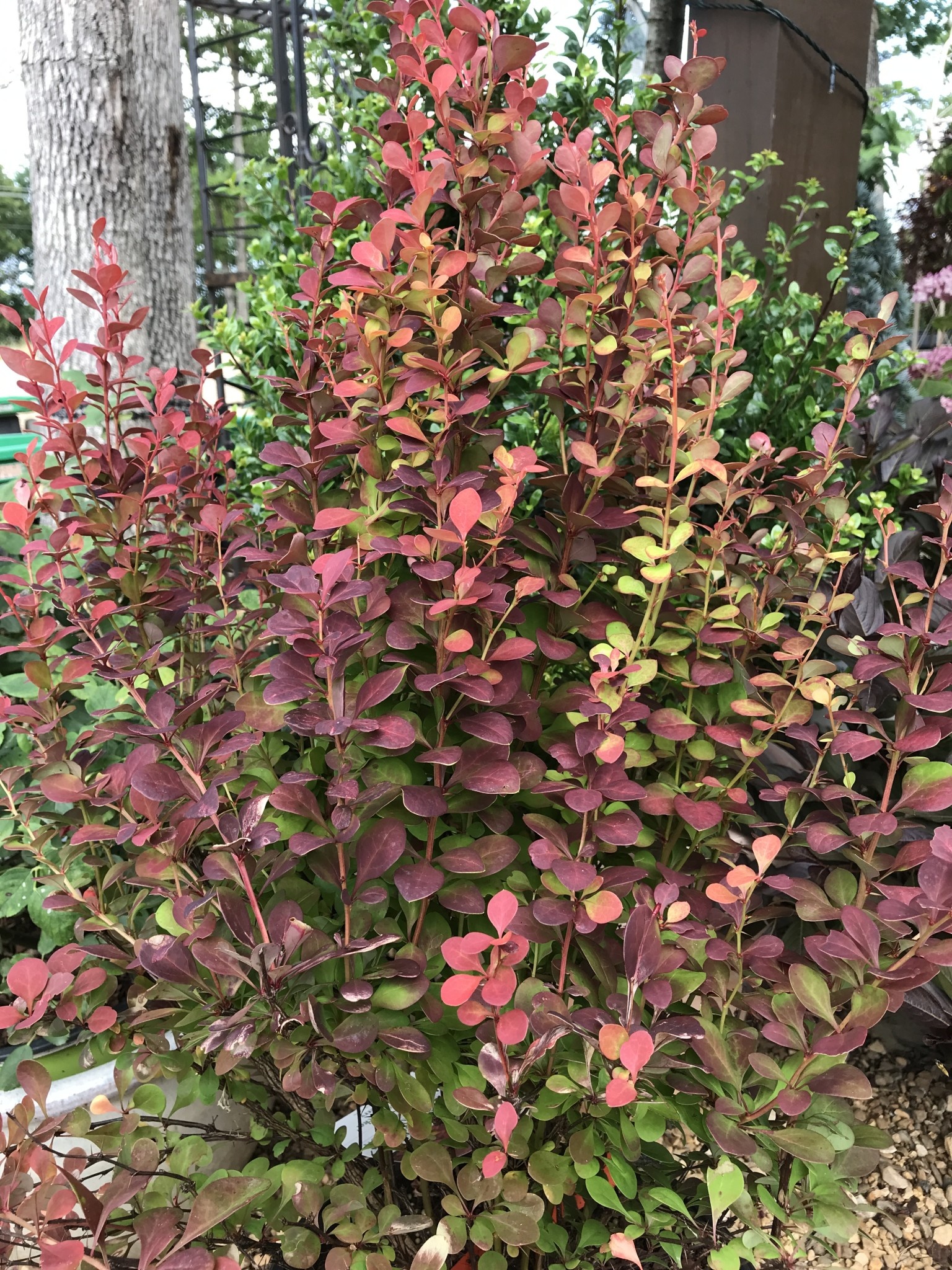 'Orange Rocket' SL® Berberis