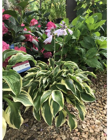 Hosta 'Wide Brim' 1G