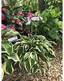 Hosta 'Wide Brim' 1G