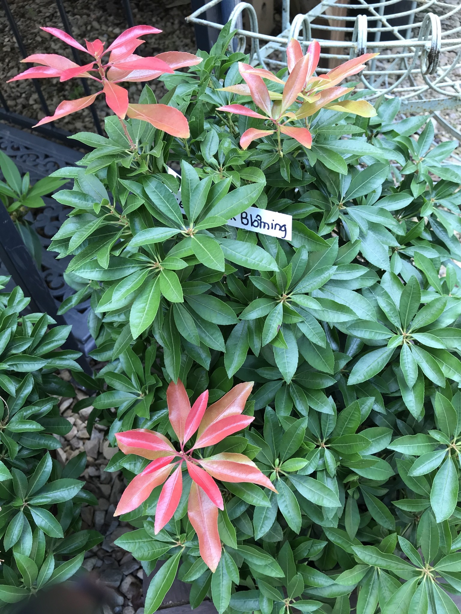 Pieris, Pink Blooming #3