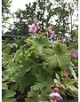 Geranium macrorrhizum 'Ingwersen's Variety' 1G