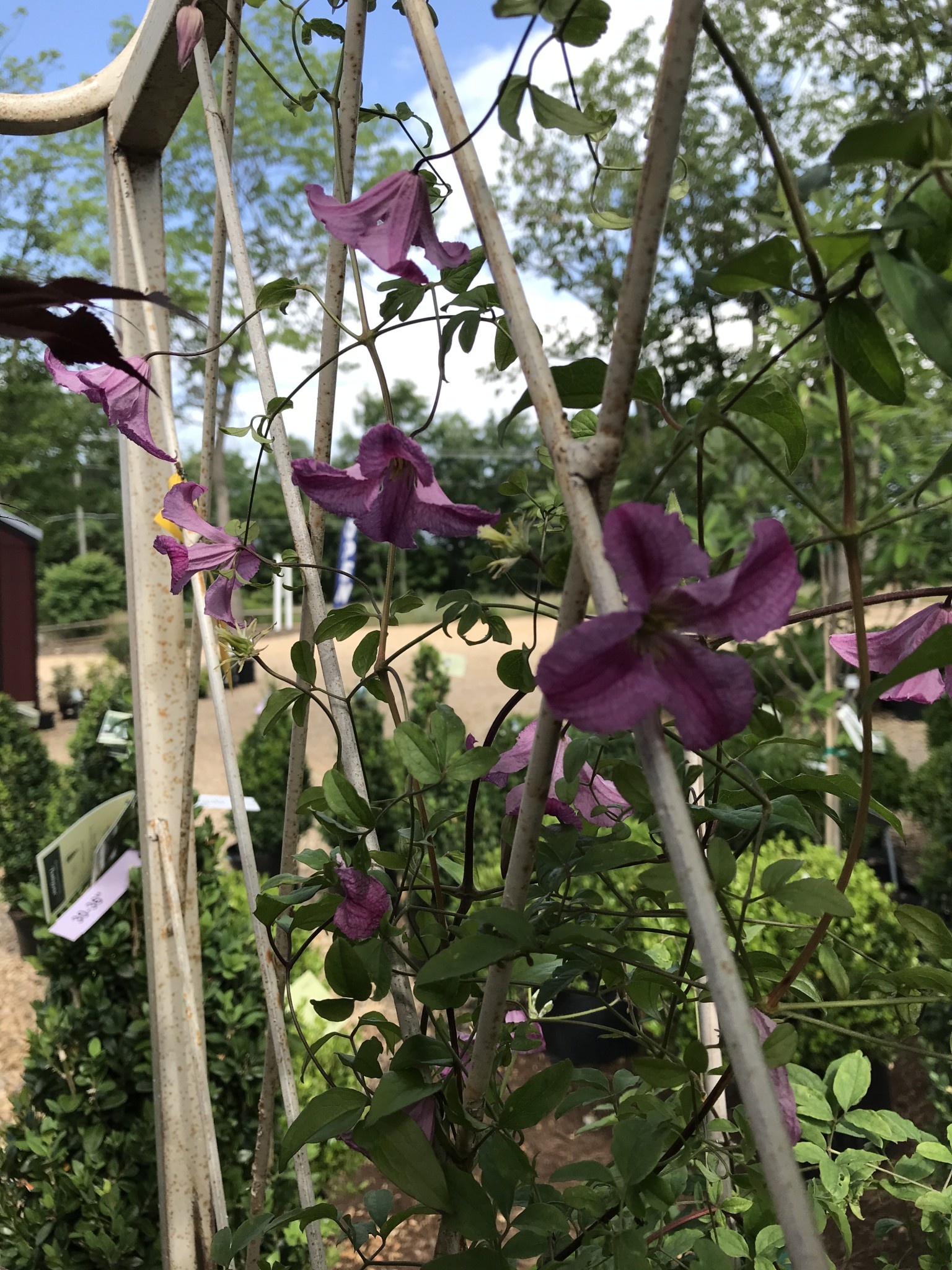 Proven Winner Clematis, Clematis x 'Krakowiak' Pink Mink® 1.5G