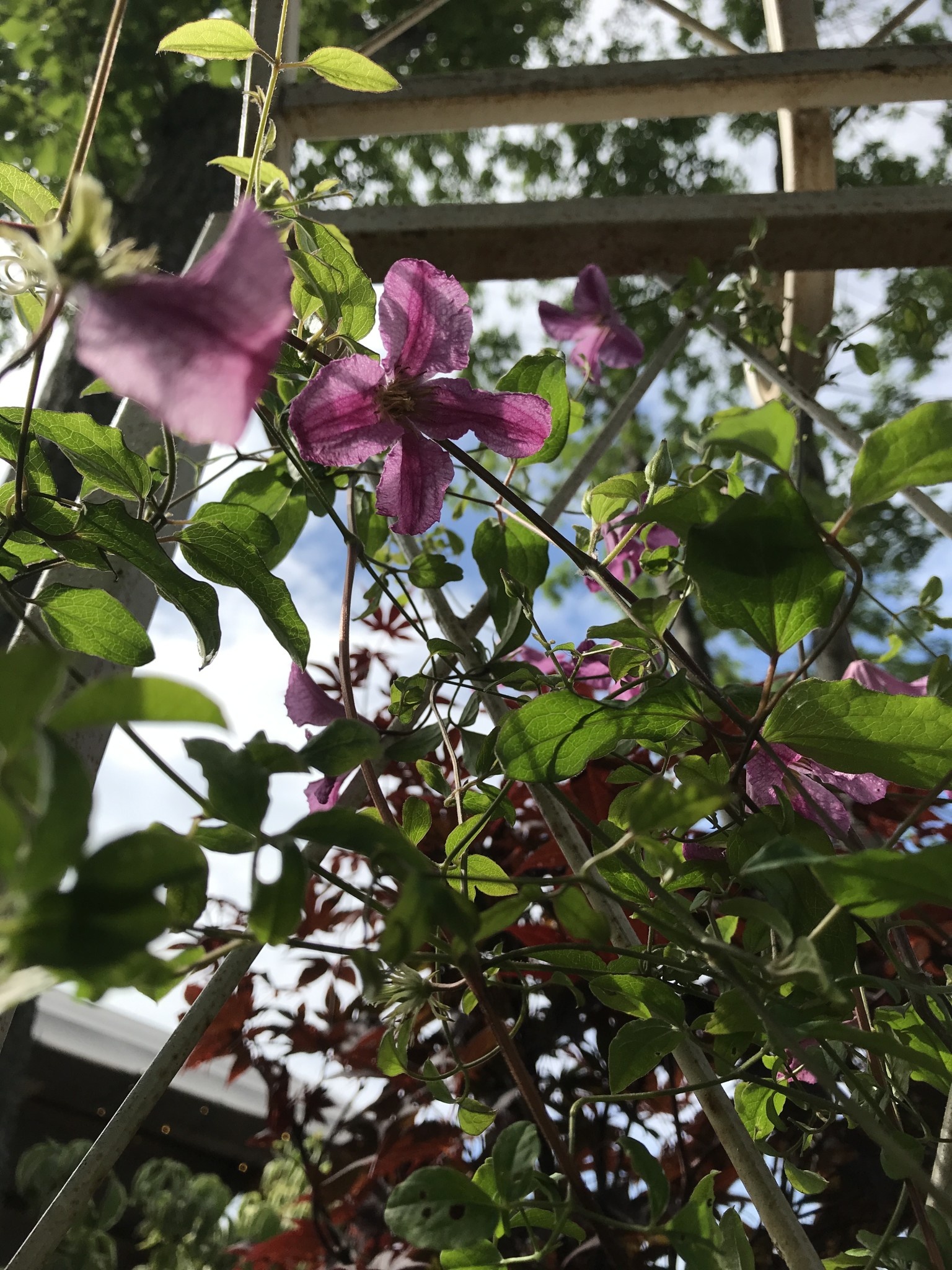 Proven Winner Clematis, Clematis x 'Krakowiak' Pink Mink® 1.5G