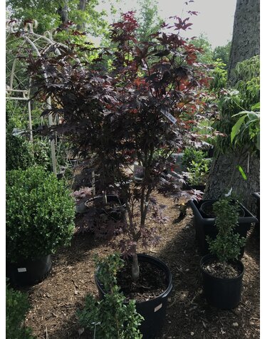 Maple, Japanese, Acer palmatum 'Bloodgood' 10G