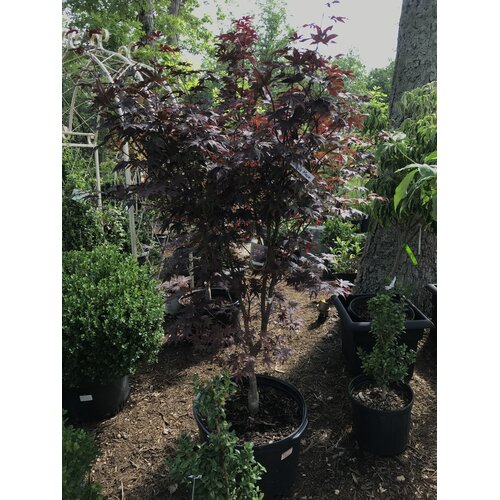 Maple, Japanese, Acer palmatum 'Bloodgood' 10G