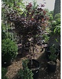 Maple, Japanese, Acer palmatum 'Bloodgood' 10G