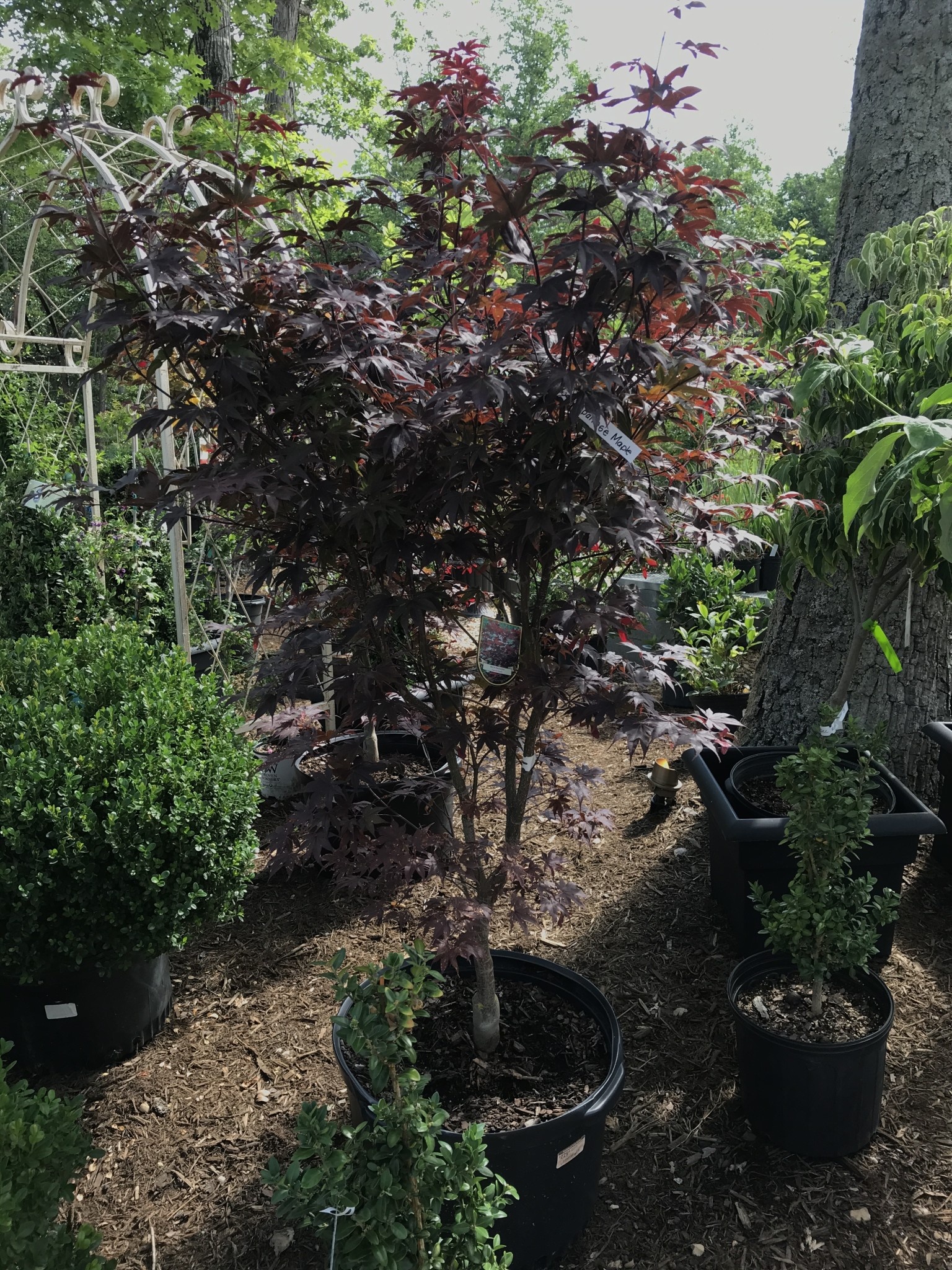 Maple, Japanese, Acer palmatum 'Bloodgood' 10G