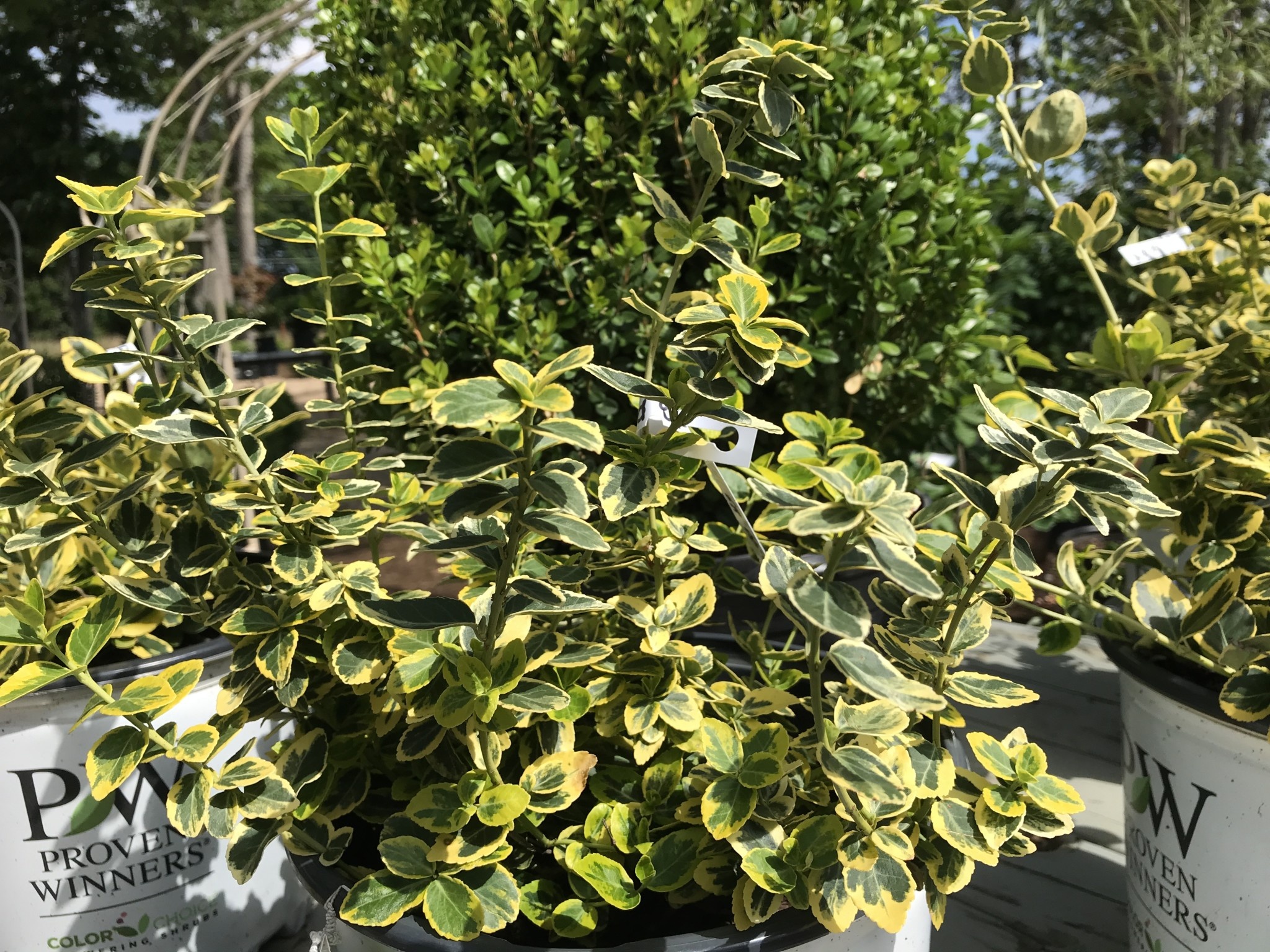 Gold Splash Wintercreeper #3 -- Euonymus fortunei 'Roemertwo'