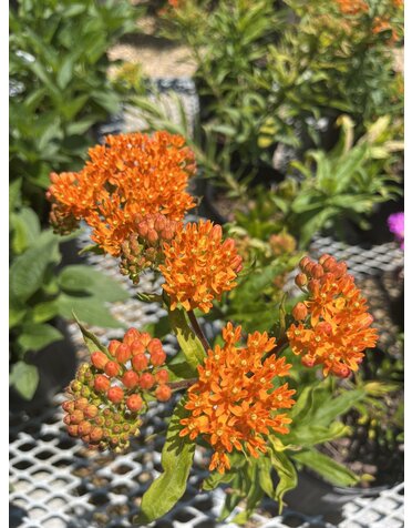 Milkweed, Asclepias tuberosa 'Butterflyweed' 1G