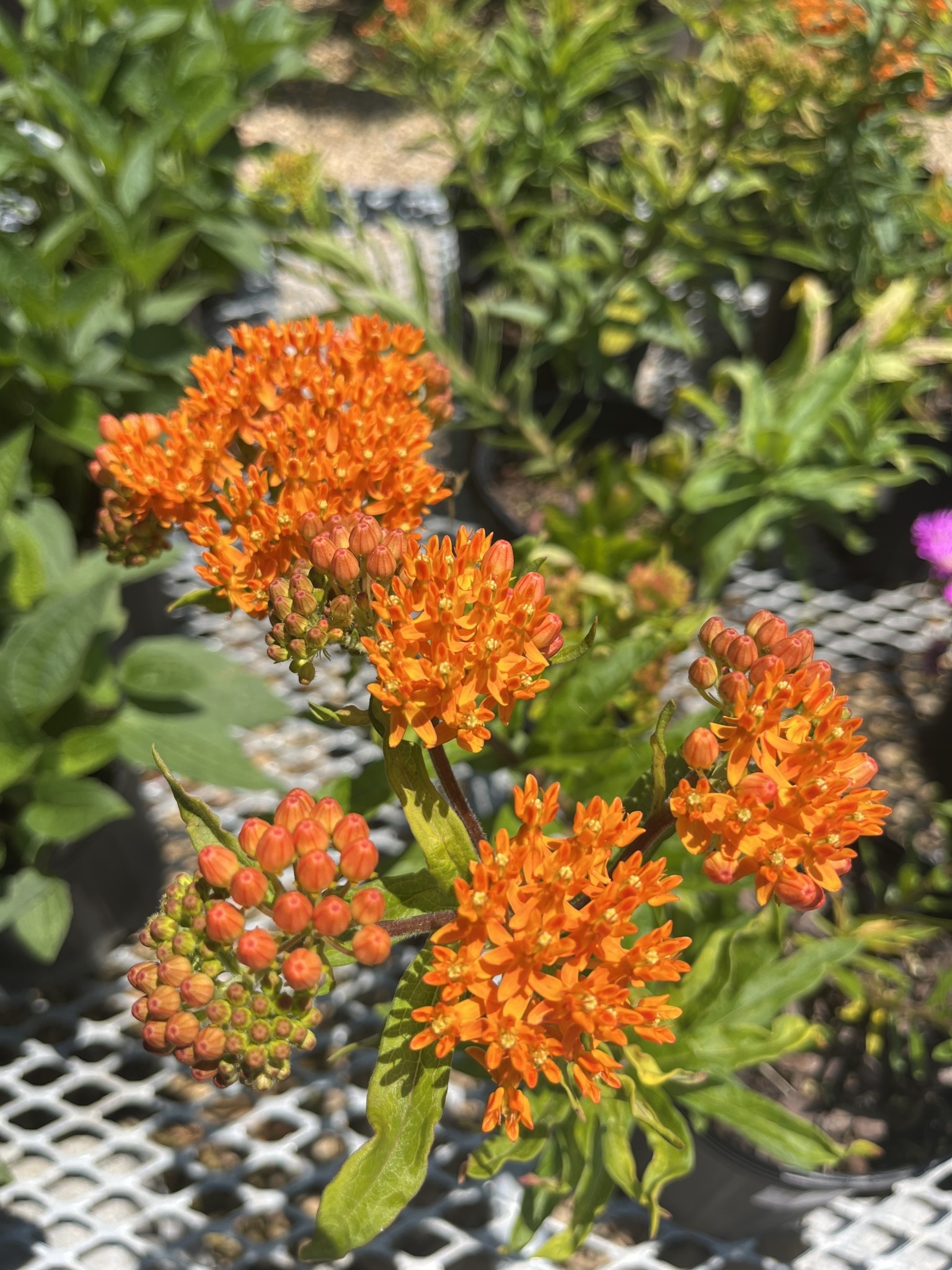 Asclepias tuberosa-Butterfly Milkweed (orange)1G