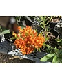Milkweed, Asclepias tuberosa 'Butterflyweed' 1G