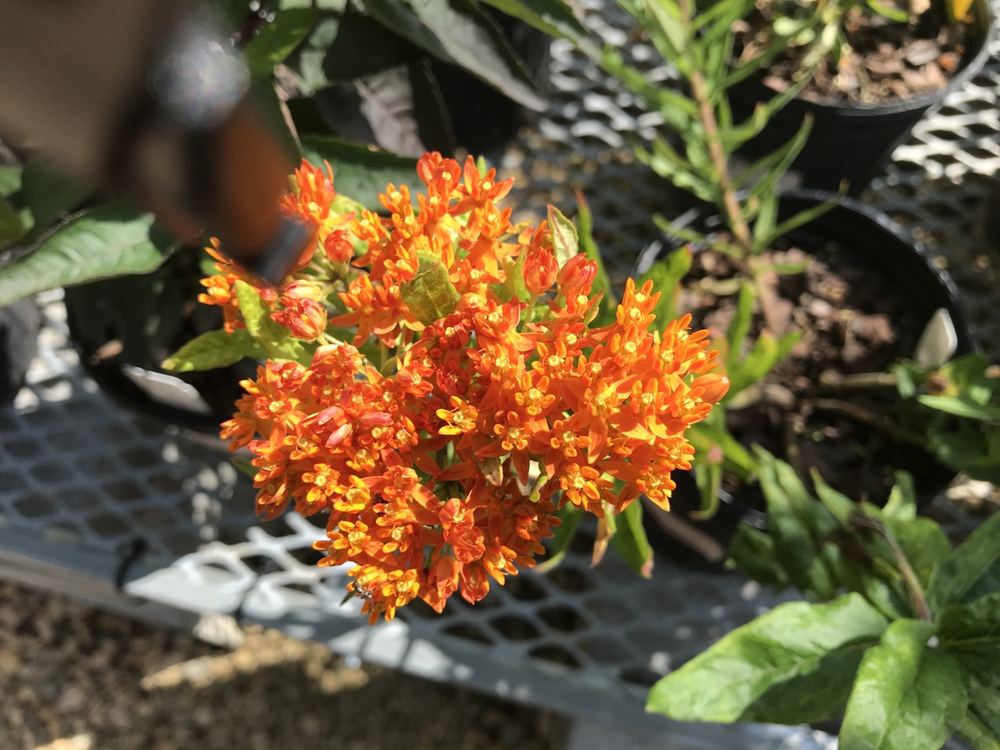 Asclepias tuberosa-Butterfly Milkweed (orange)1G