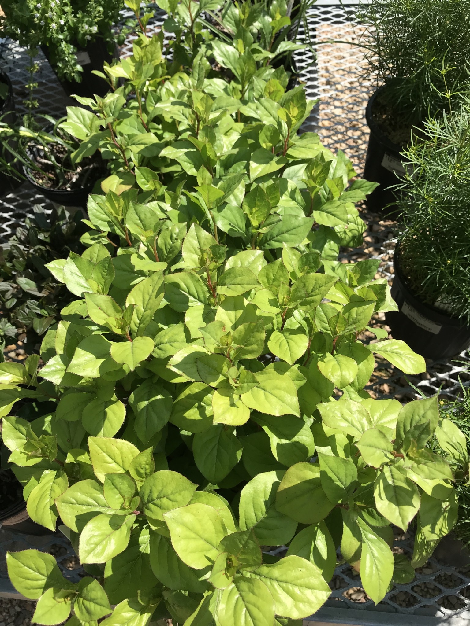 Leadwort, Ceratostigma plumbaginoides 'Plumbago' 1G