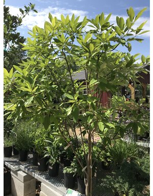 Magnolia virginiana Moonglow® NATIVE