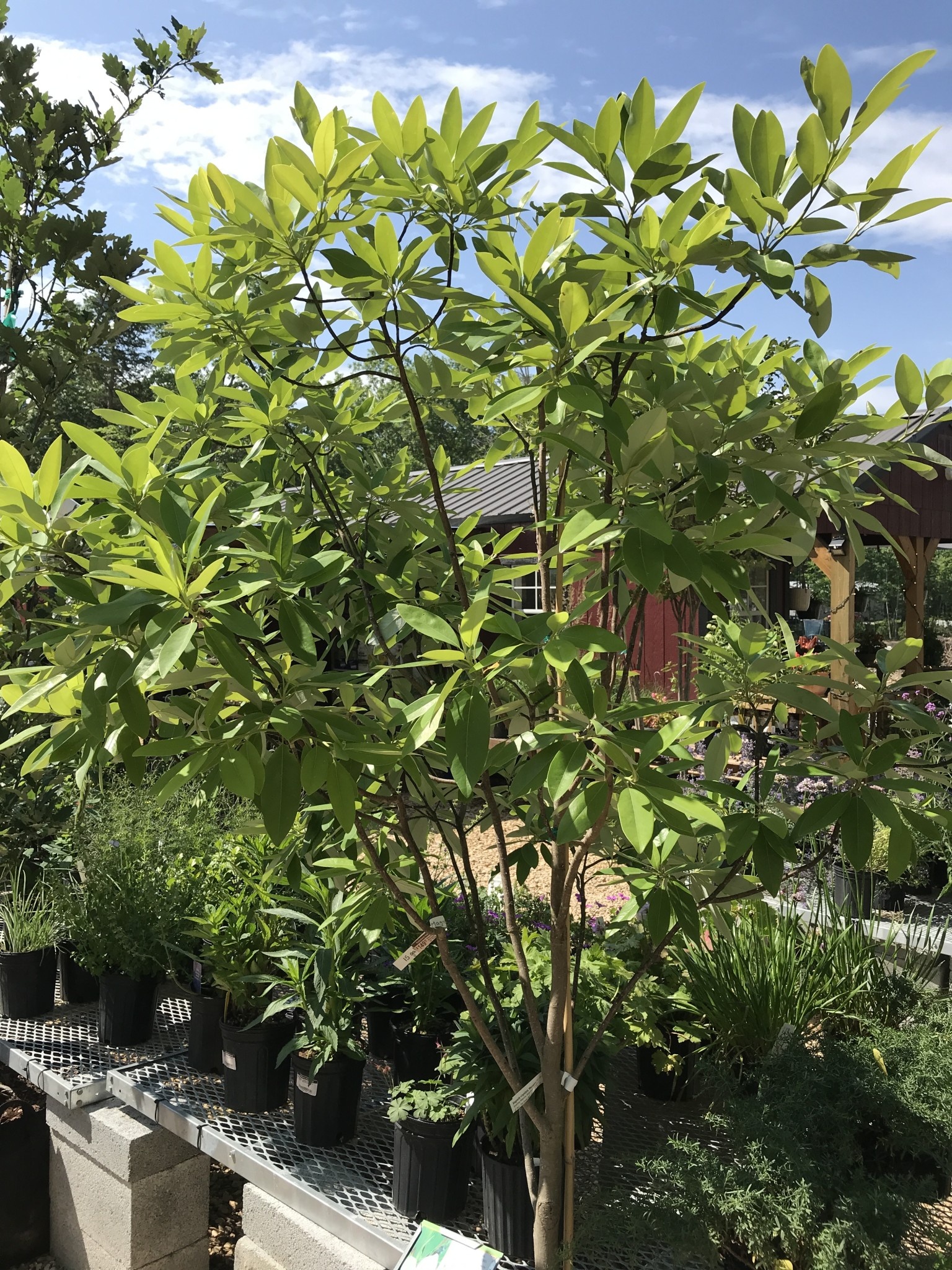 Magnolia virginiana Moonglow® PP12065 NATIVE