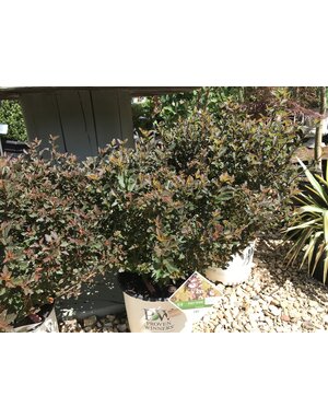 Proven Winner Ninebark, Physocarpus opulifolius 'SMNPOTW' Tiny Wine® 3G