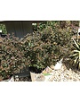 Proven Winner Ninebark, Physocarpus opulifolius 'SMNPOTW' Tiny Wine® 3G