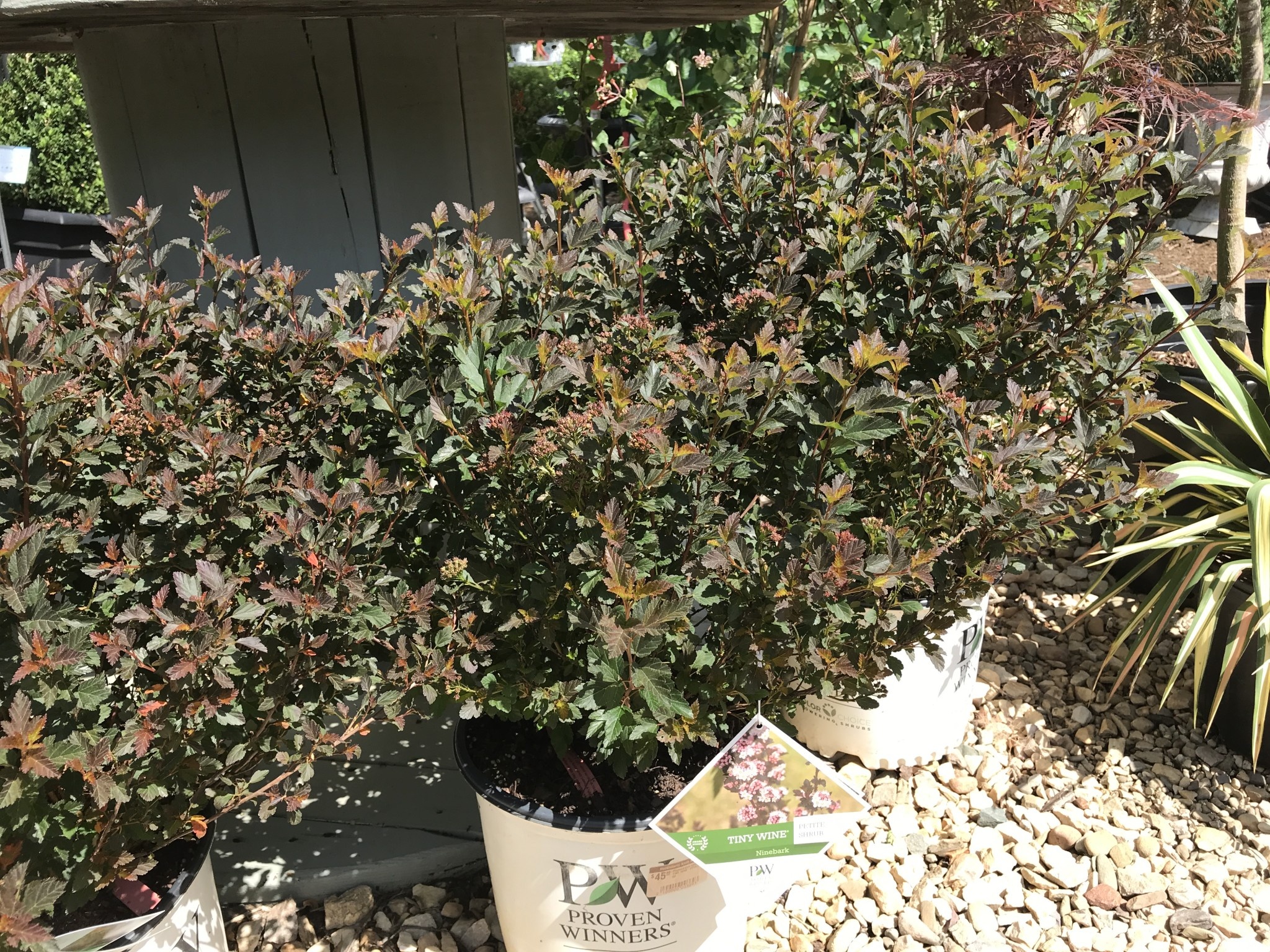 Proven Winner Ninebark, Physocarpus opulifolius 'SMNPOTW' Tiny Wine® 3G