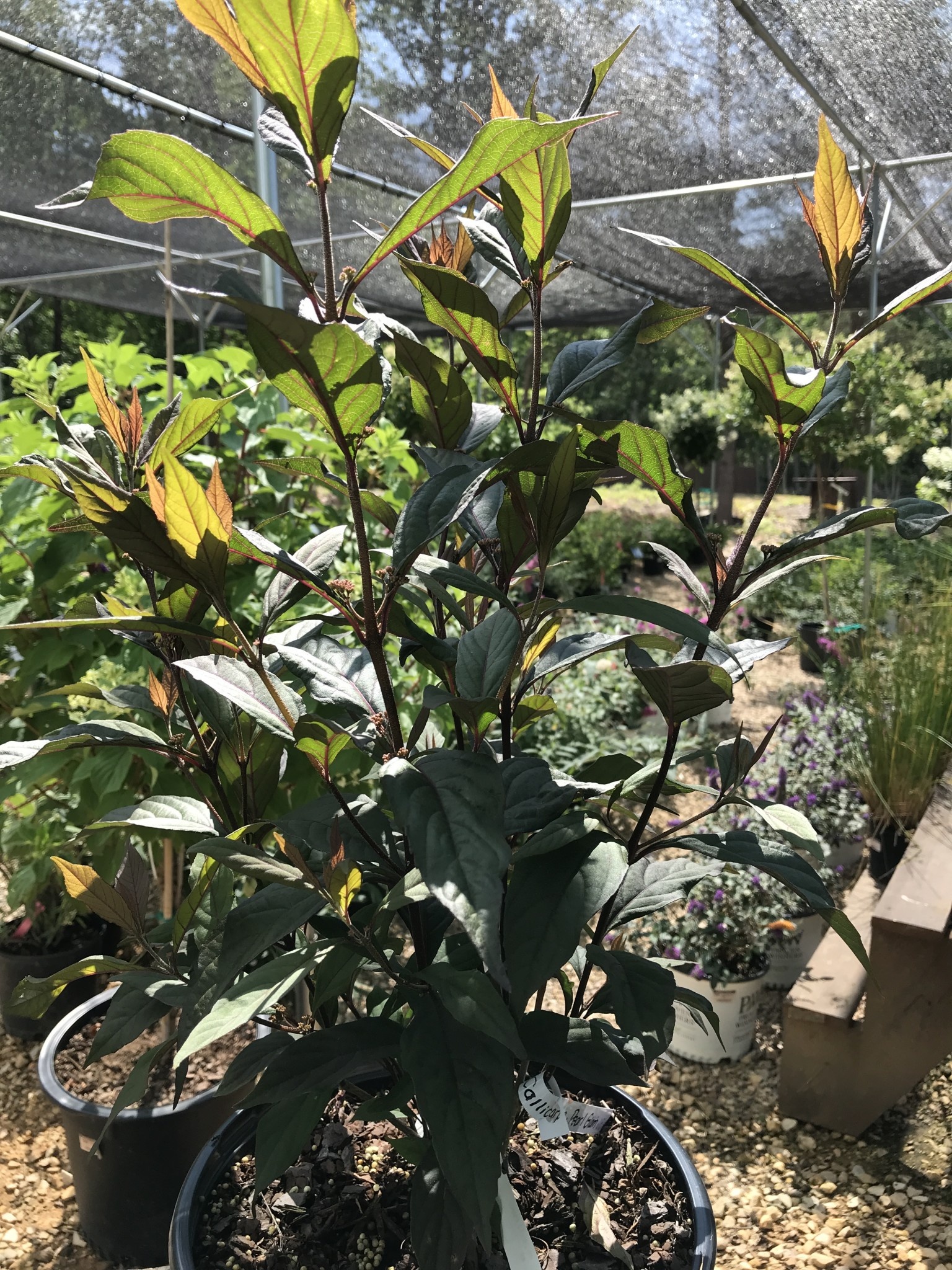 Proven Winner Callicarpa  Beautyberry 'Pearl Glam' 3G