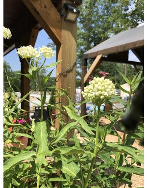 Milkweed, Asclepias incarnata 'Ice Ballet' (Swamp) 1G NATIVE