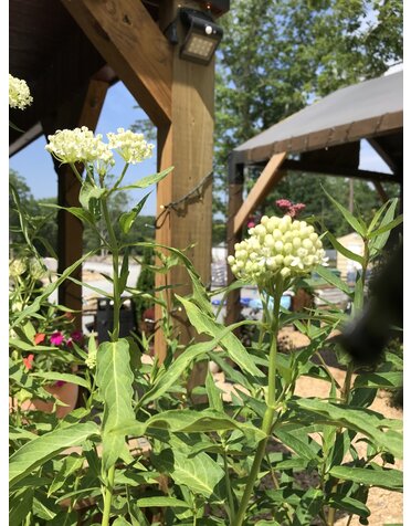 Milkweed, Asclepias incarnata 'Ice Ballet' (Swamp) 1G NATIVE