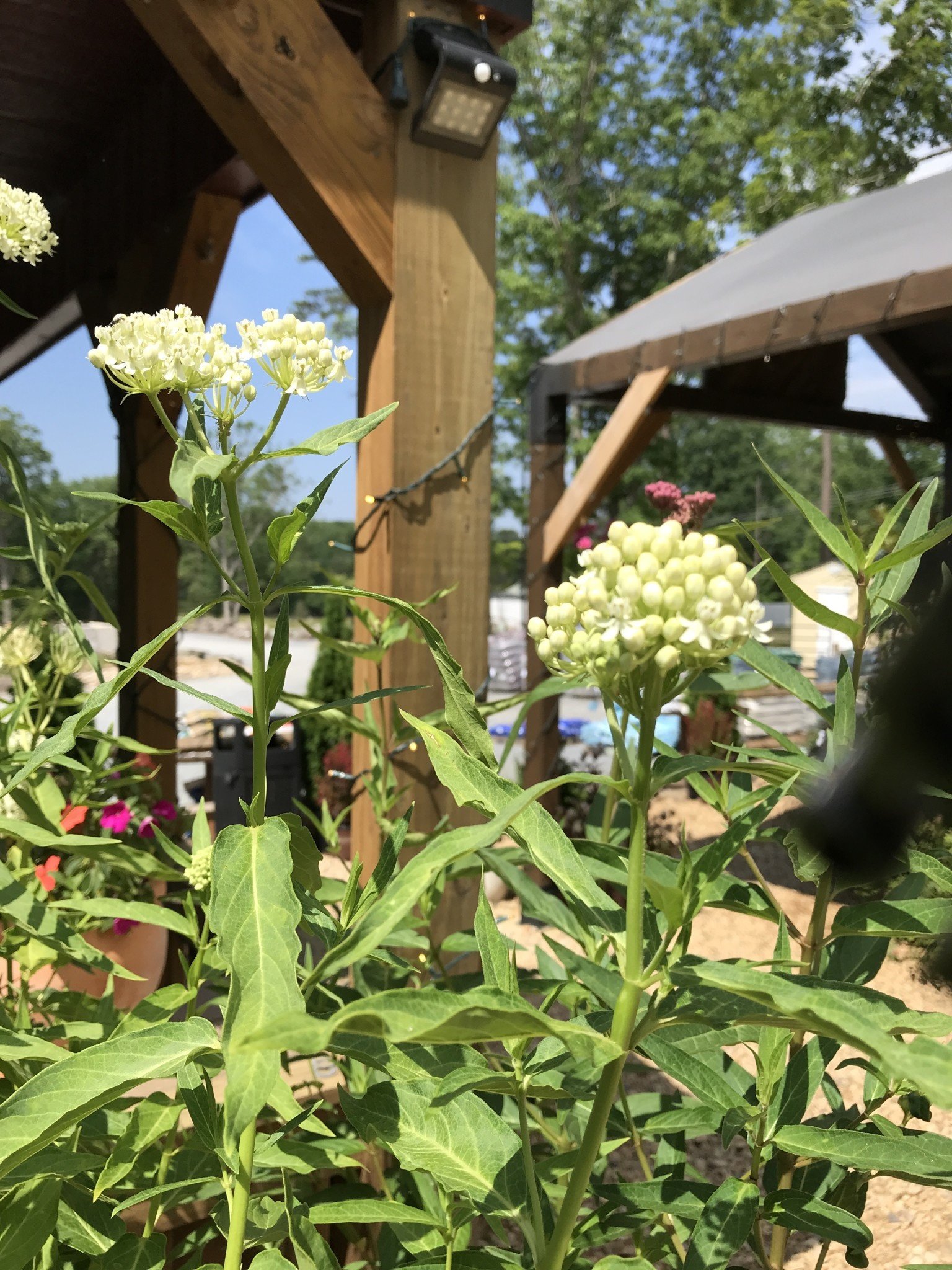 Milkweed, Asclepias incarnata 'Ice Ballet' (Swamp) 1G NATIVE