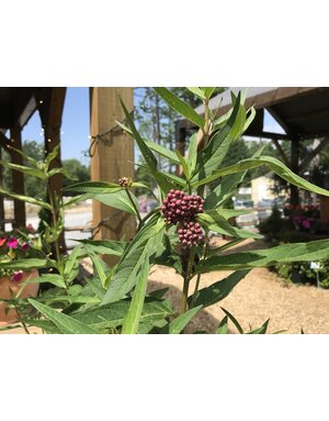 Asclepias incarnata Swamp Milkweed 'Soulmate' 1G