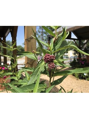 Milkweed, Asclepias incarnata 'Soulmate' 1G