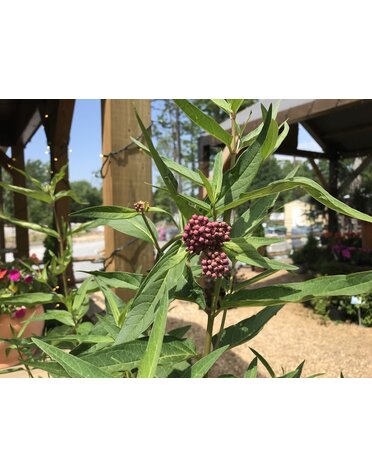 Asclepias incarnata Swamp Milkweed 'Soulmate' 1G