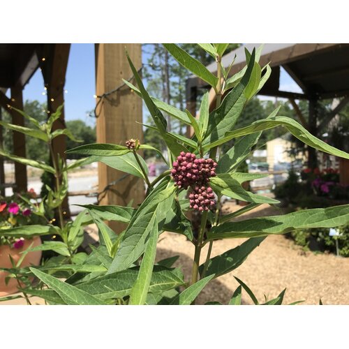 Milkweed, Asclepias incarnata 'Soulmate' 1G