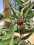 Milkweed, Asclepias incarnata 'Soulmate' 1G
