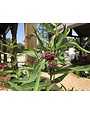 Milkweed, Asclepias incarnata 'Soulmate' 1G