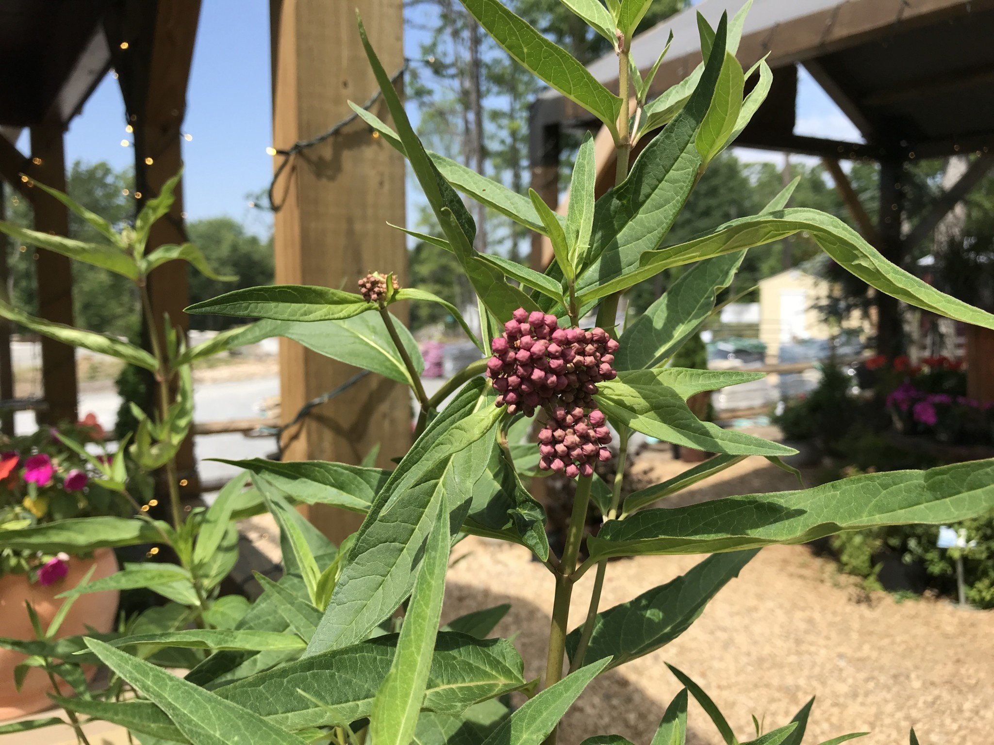 Milkweed, Asclepias incarnata 'Soulmate' 1G