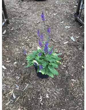 Salvia nemorosa 'Mainacht' May Night 1G