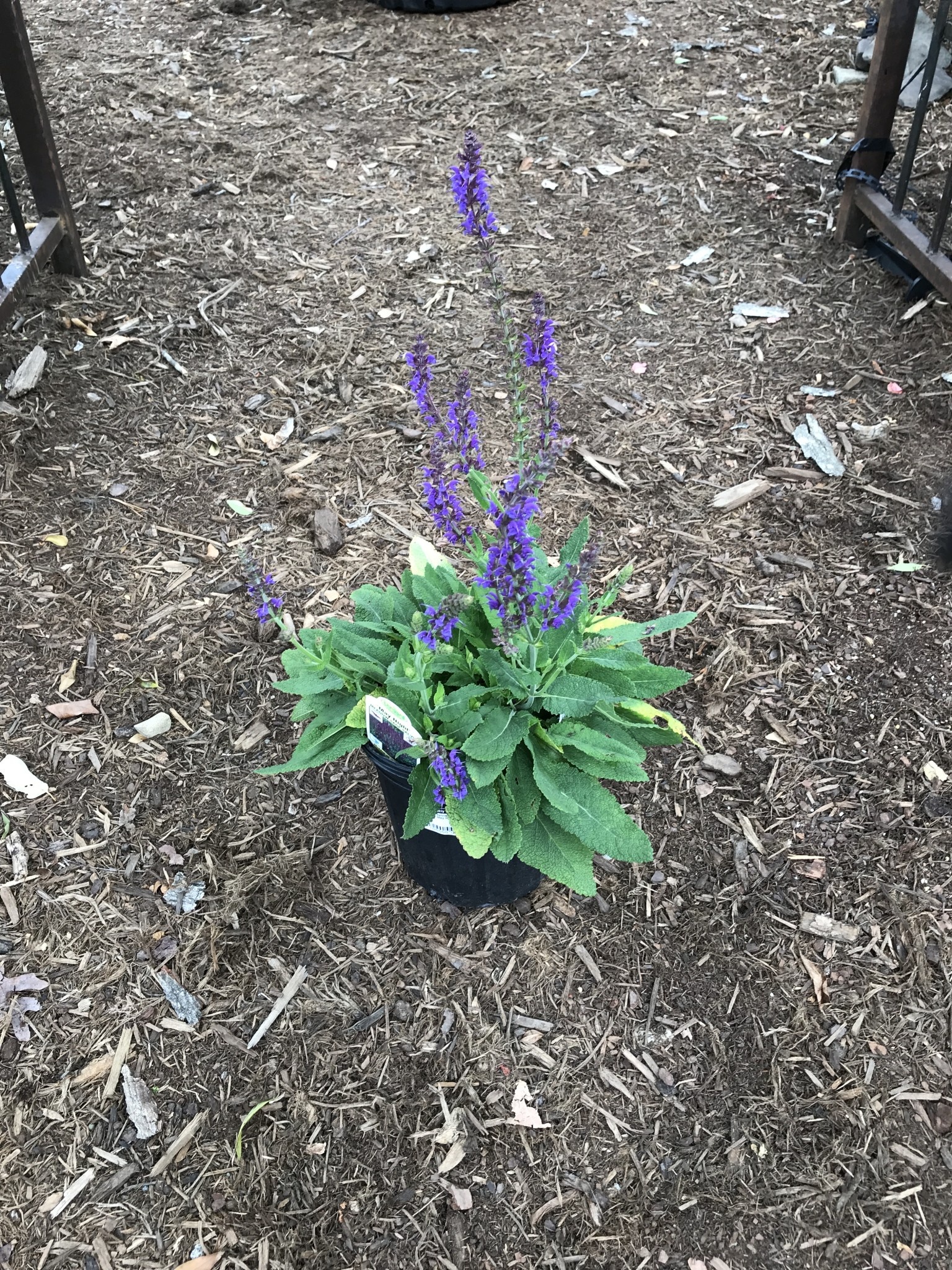 Salvia nemorosa 'Mainacht' May Night 1G