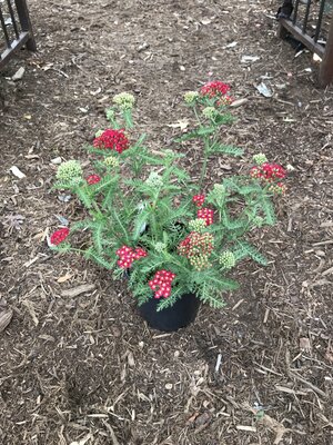 Achillea millefolium 'Paprika'