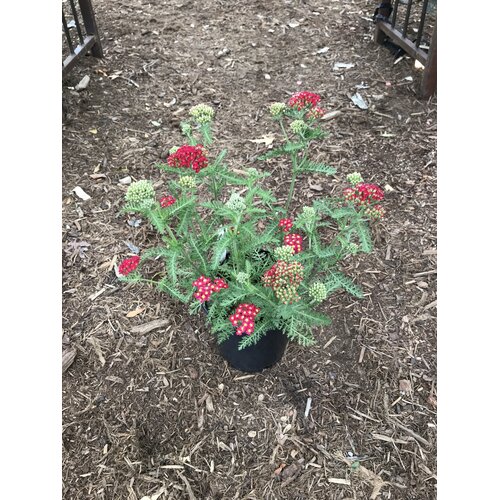 Achillea millefolium 'Paprika'