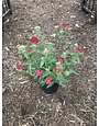 Achillea millefolium 'Paprika'