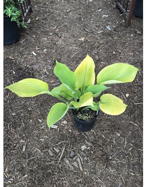 Hosta, Hosta 'Sum and Substance' 1G