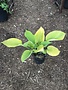 Hosta 'Sum and Substance' 1G