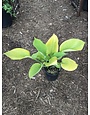 Hosta, Hosta 'Sum and Substance' 1G