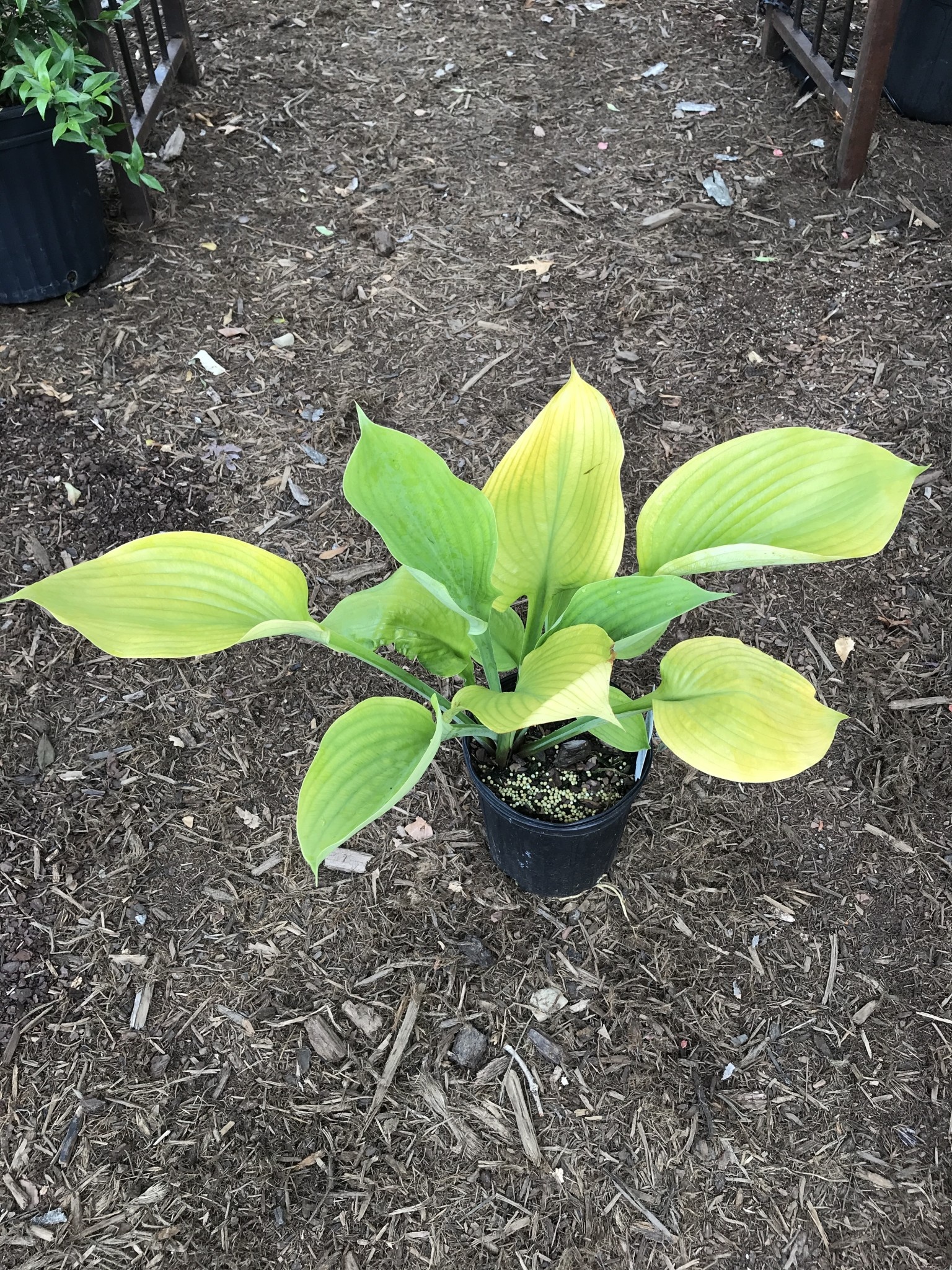 Hosta, Hosta 'Sum and Substance' 1G